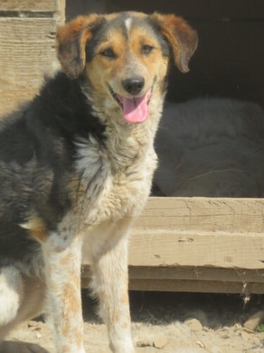 Morwen, chien à l'adoption chez Remember Me France