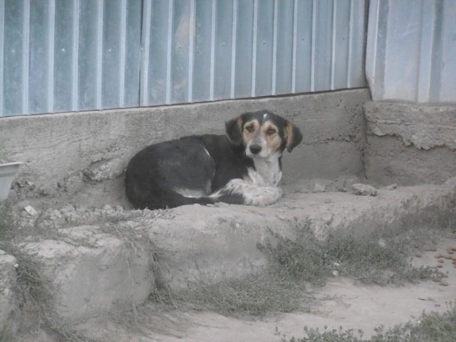 Morwen, dog for adoption at Remember Me France