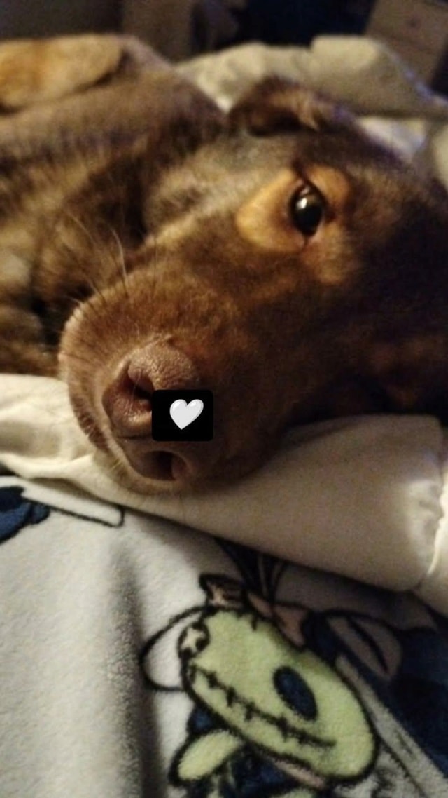 Tartuffe, chien à l'adoption chez Remember Me France