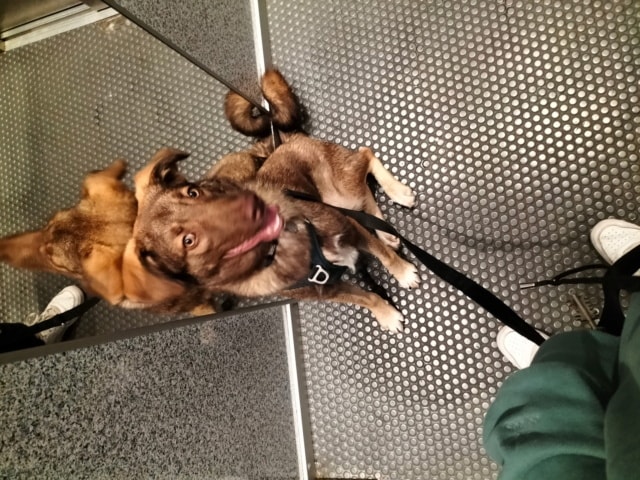 Tartuffe, chien à l'adoption chez Remember Me France