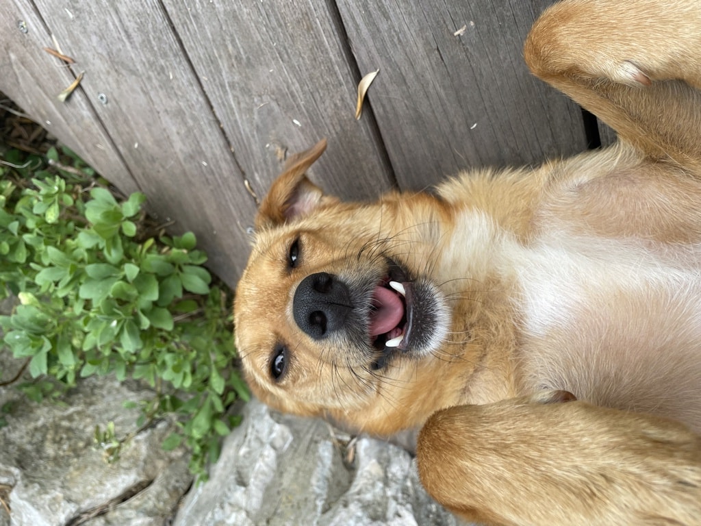 Murphy, chien à l'adoption chez Remember Me France