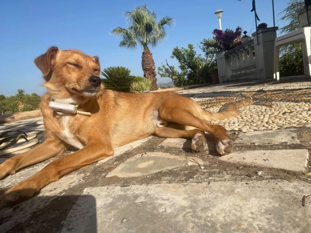 Murphy, chien à l'adoption chez Remember Me France