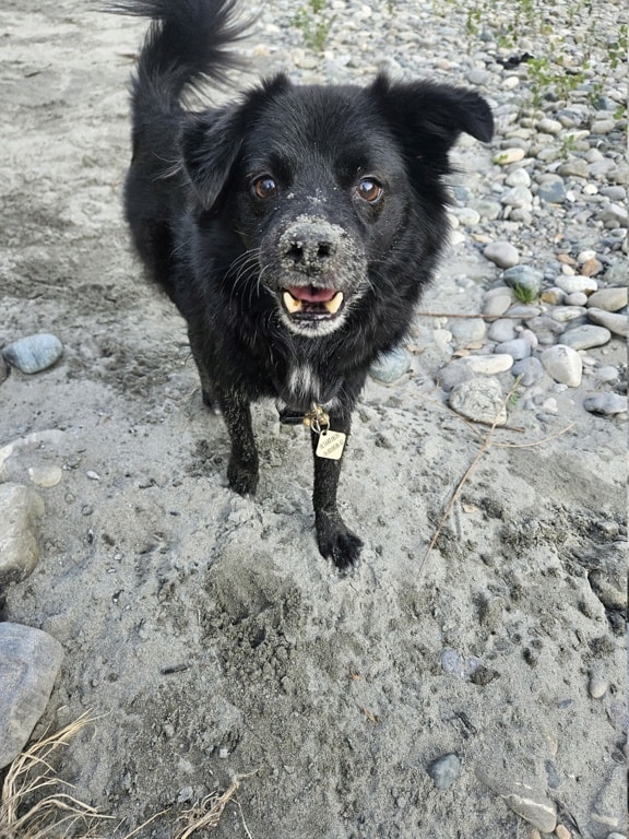 Mushu, chien à l'adoption chez Remember Me France