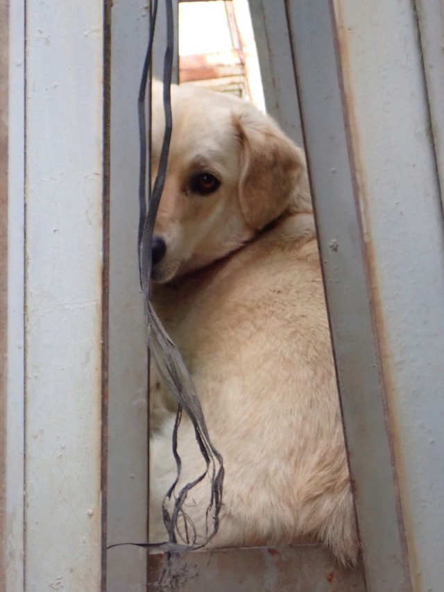Myriade, chien à l'adoption chez Remember Me France