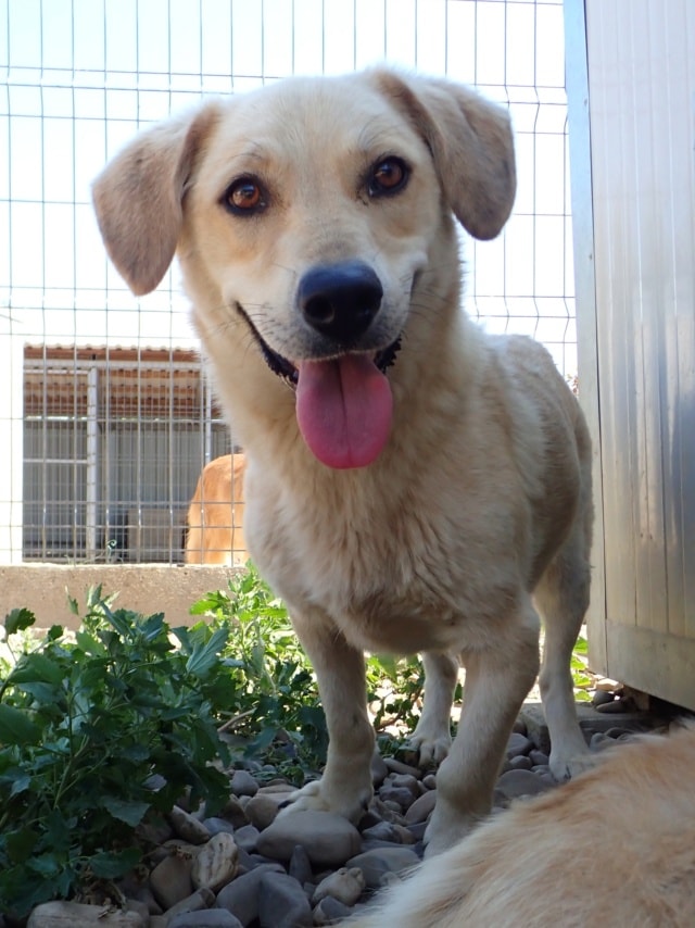 Myriade, dog for adoption at Remember Me France
