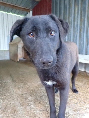 Myrka, dog for adoption at Remember Me France
