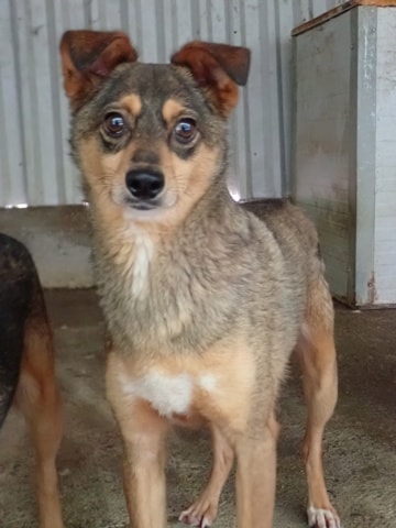 Nagori, chien à l'adoption chez Remember Me France