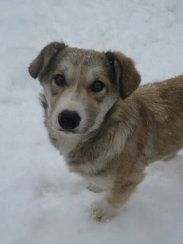 Naia, chien à l'adoption chez Remember Me France