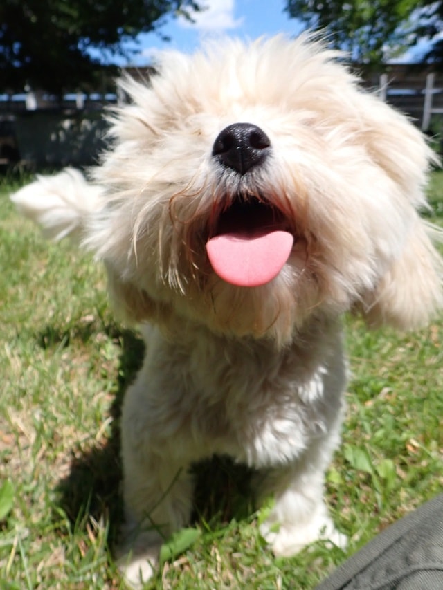 Nami, chien à l'adoption chez Remember Me France