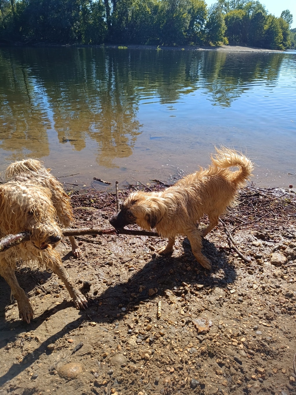 Nao Coco, chien à l'adoption chez Remember Me France