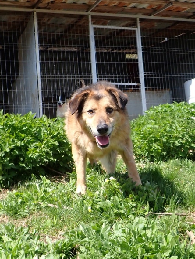 Narco, chien à l'adoption chez Remember Me France