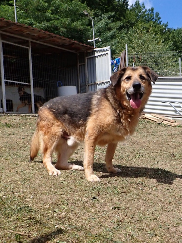 Narco, chien à l'adoption chez Remember Me France