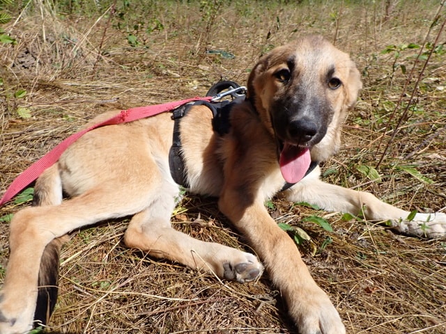 Naveli, chien à l'adoption chez Remember Me France