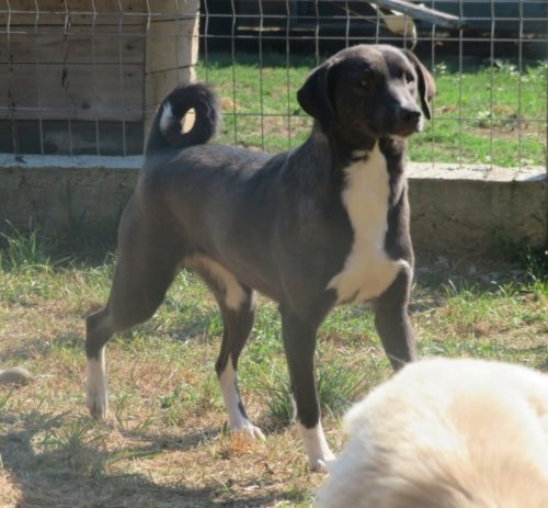 Nemesis, chien à l'adoption chez Remember Me France