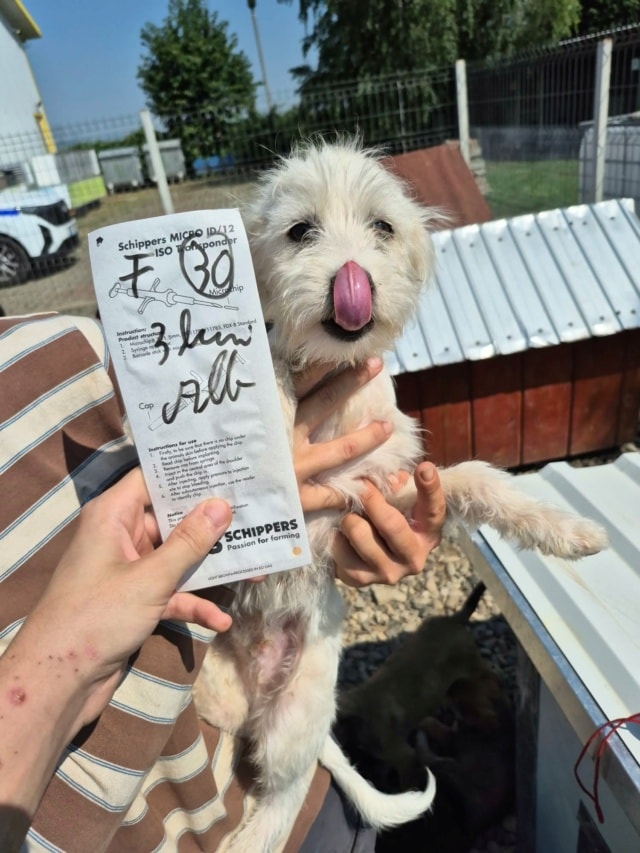 Nerusha, chien à l'adoption chez Remember Me France