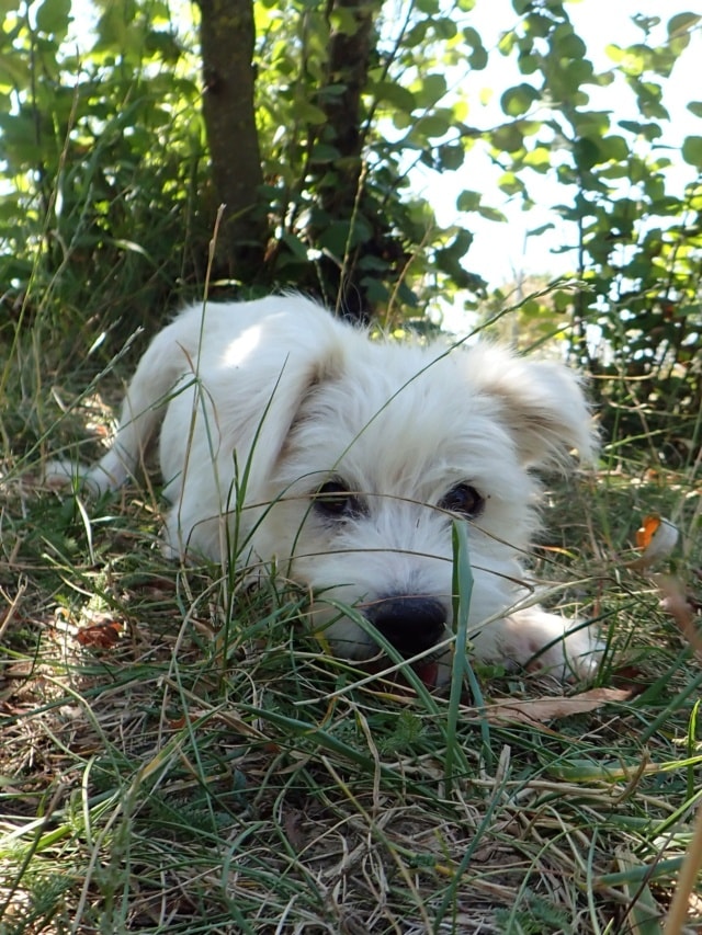 Nerusho, chien à l'adoption chez Remember Me France