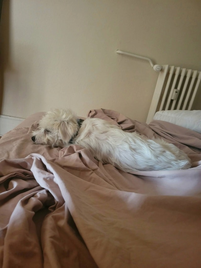 Nerusho, chien à l'adoption chez Remember Me France
