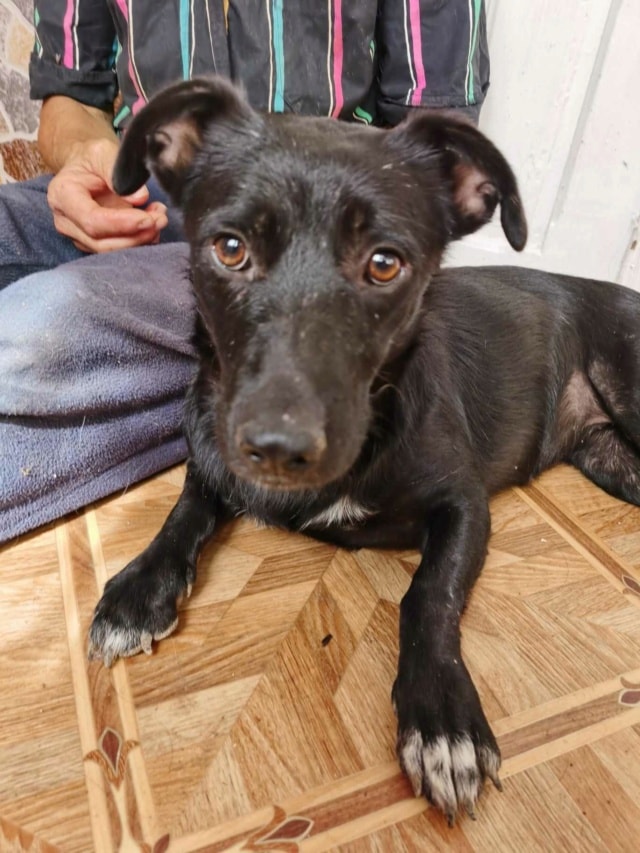 Nikita, dog for adoption at Remember Me France