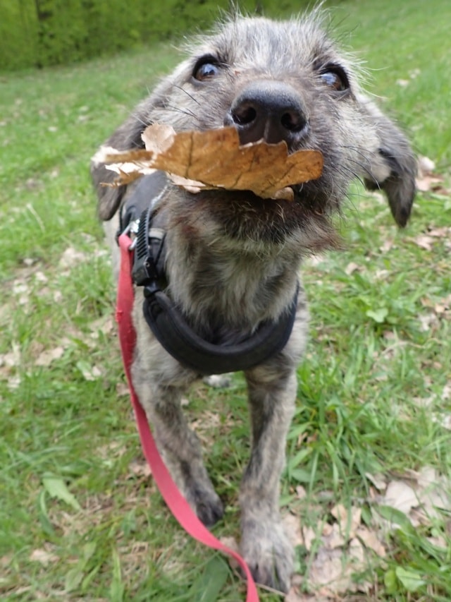 Nilam, chien à l'adoption chez Remember Me France