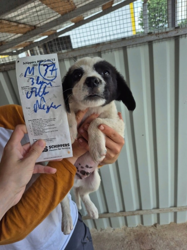 Nimbus, chien à l'adoption chez Remember Me France