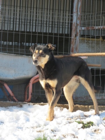 Nina, chien à l'adoption chez Remember Me France