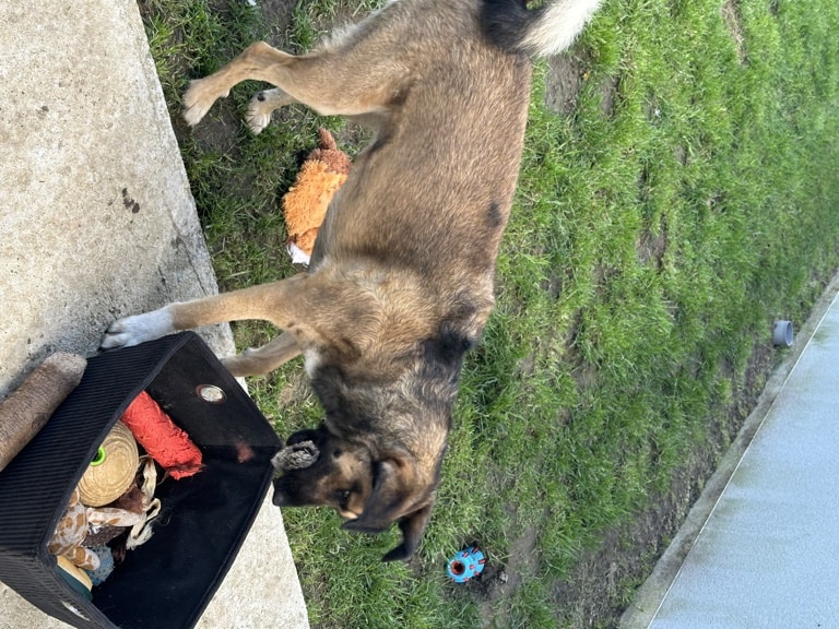 Nita, chien à l'adoption chez Remember Me France