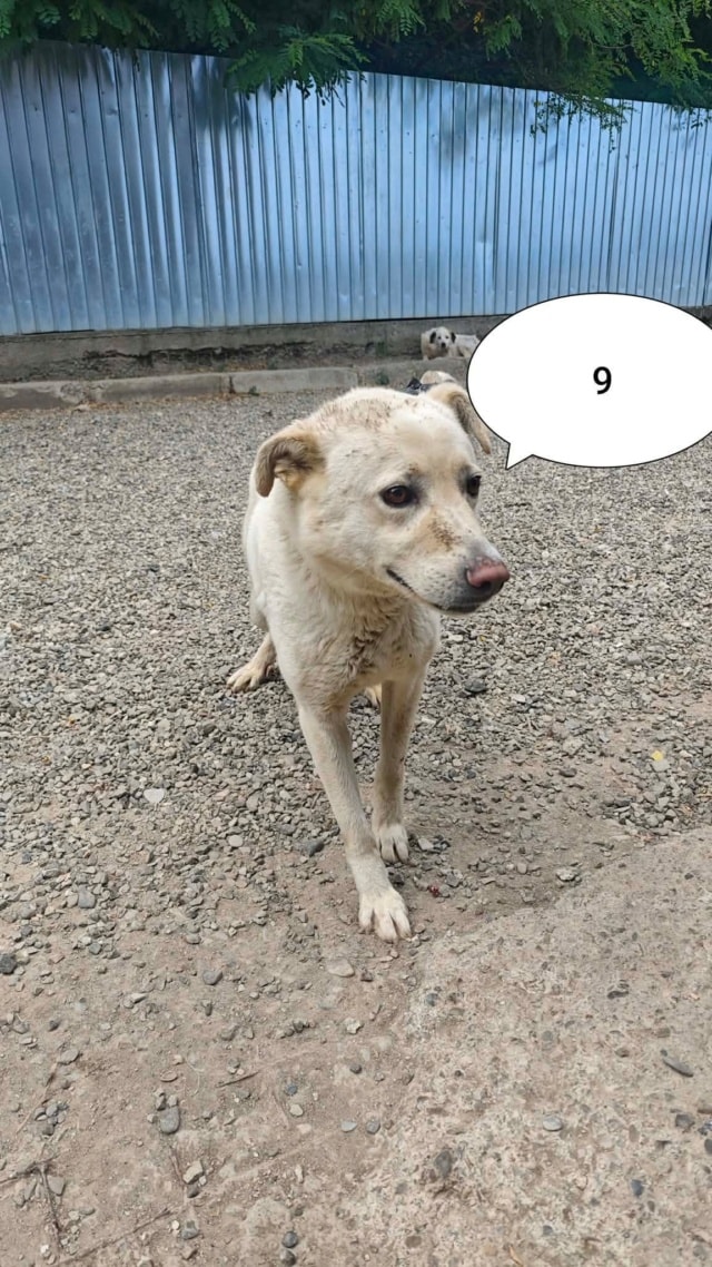 Nuevo, chien à l'adoption chez Remember Me France