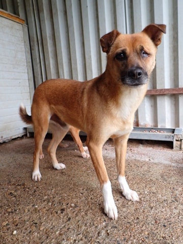 Nusky, chien à l'adoption chez Remember Me France