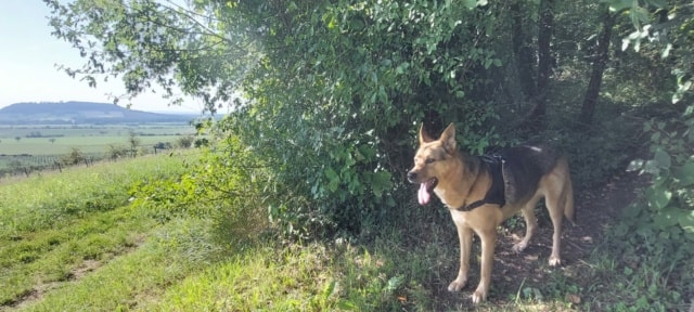 Nyna, chien à l'adoption chez Remember Me France