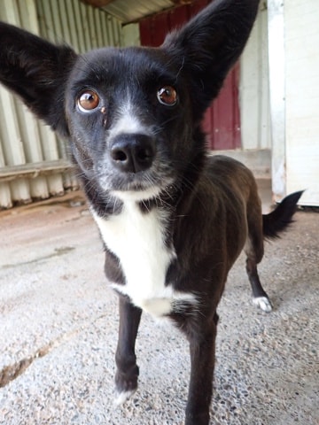 Nyxelle, chien à l'adoption chez Remember Me France