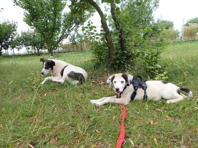 Obelix, chien à l'adoption chez Remember Me France