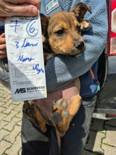 Ochoa, chien à l'adoption chez Remember Me France