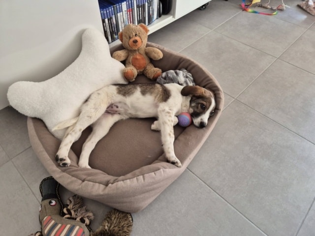 Okada, chien à l'adoption chez Remember Me France