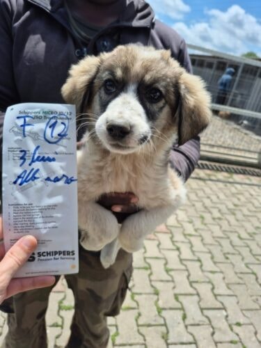 Olisé, chien à l'adoption chez Remember Me France