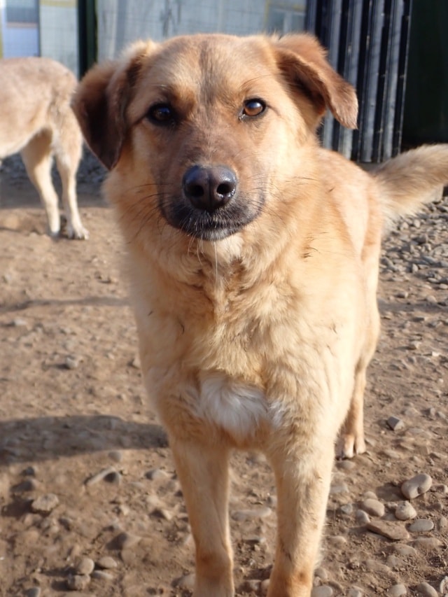 Olive, chien à l'adoption chez Remember Me France