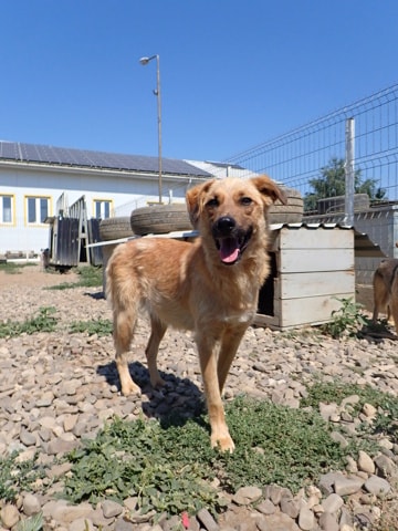 Olive, chien à l'adoption chez Remember Me France