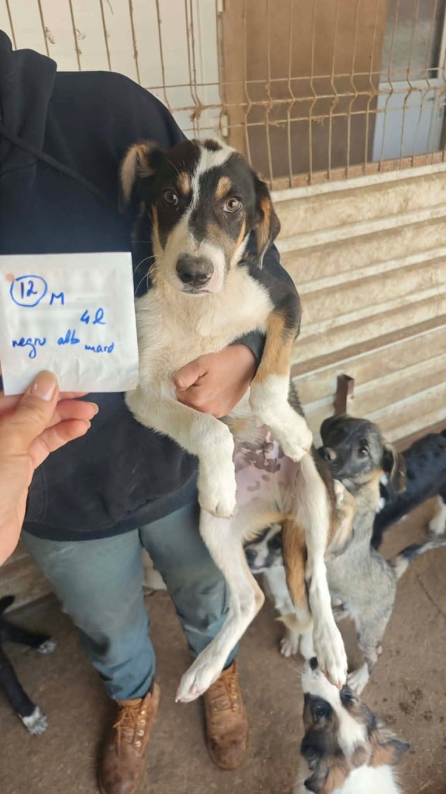 Oregon, chien à l'adoption chez Remember Me France