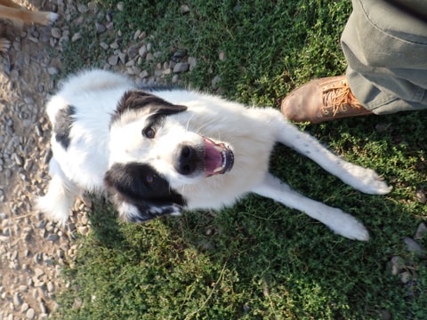 Oreo, chien à l'adoption chez Remember Me France