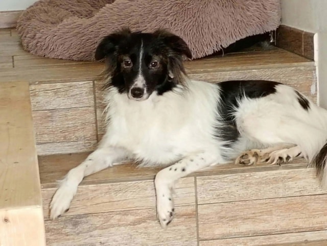 Origami, chien à l'adoption chez Remember Me France