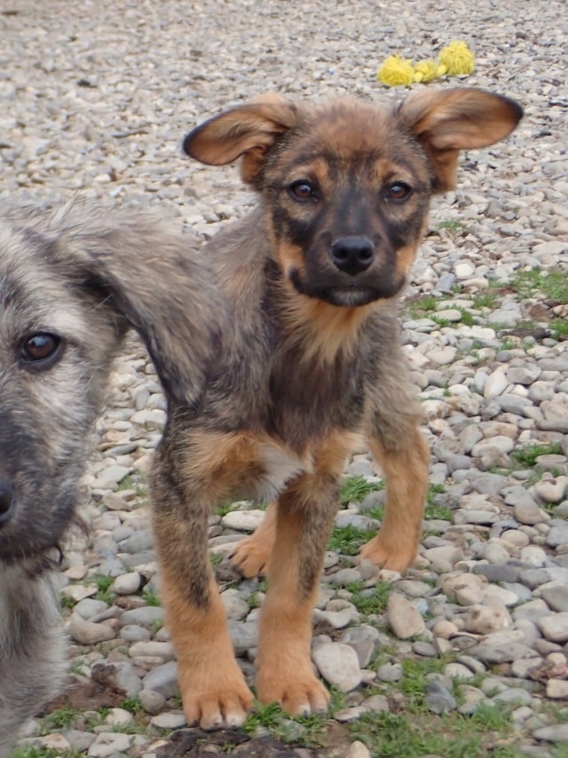 Oswald, chien à l'adoption chez Remember Me France