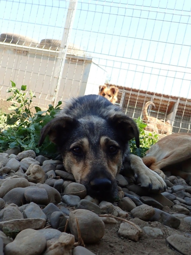 Othello, chien à l'adoption chez Remember Me France