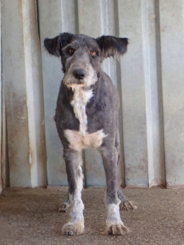 Otto, dog for adoption at Remember Me France