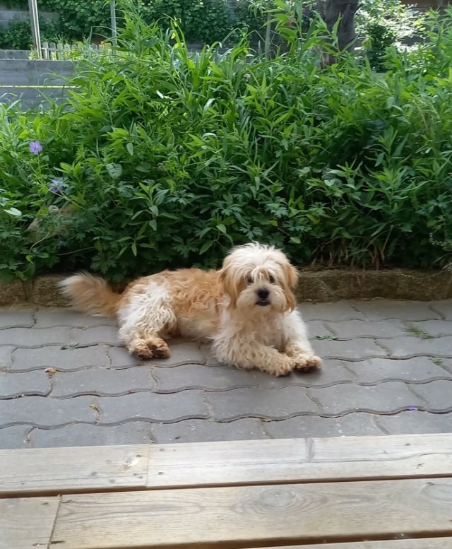 Padawan, chien à l'adoption chez Remember Me France