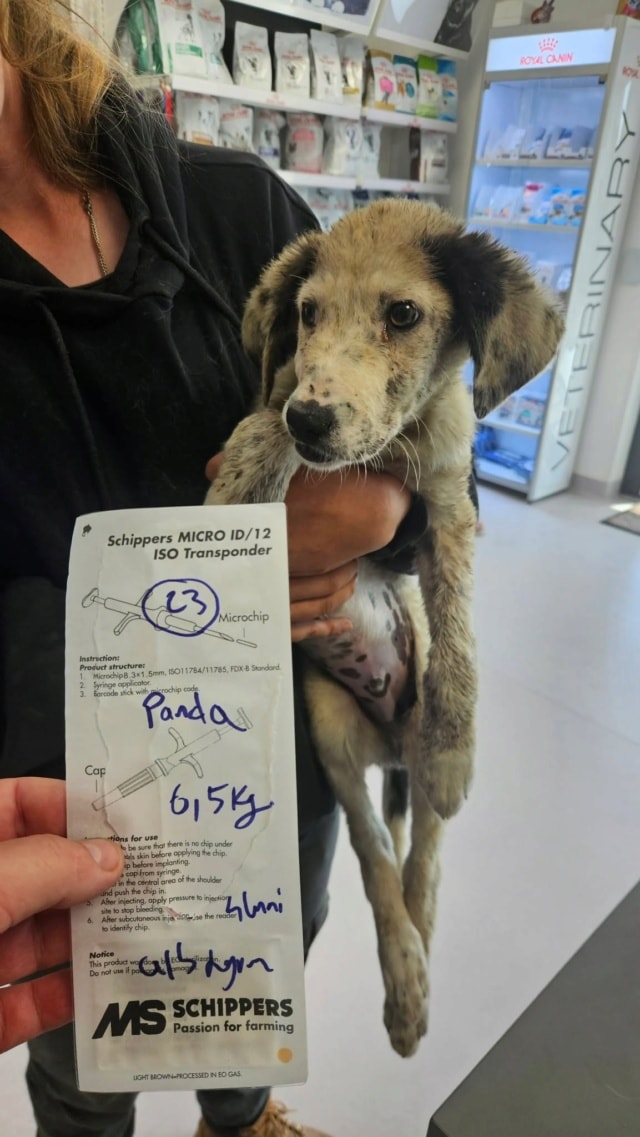Panda, chien à l'adoption chez Remember Me France