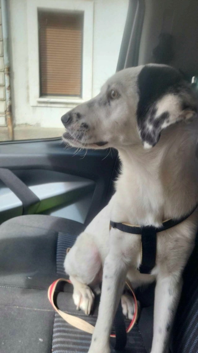 Panda, chien à l'adoption chez Remember Me France