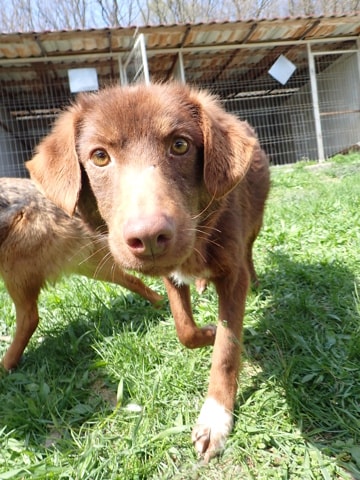 Parker, chien à l'adoption chez Remember Me France