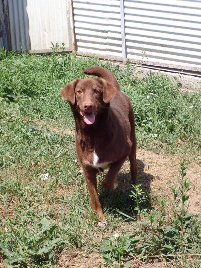 Parker, chien à l'adoption chez Remember Me France