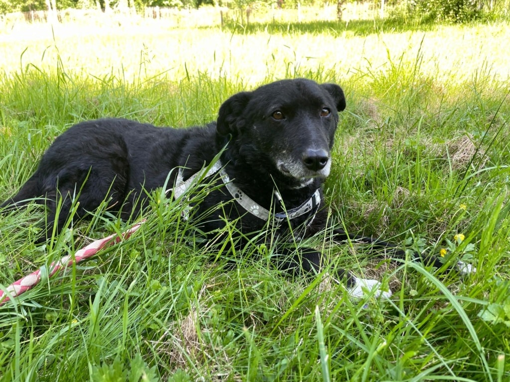 Patitza, chien à l'adoption chez Remember Me France