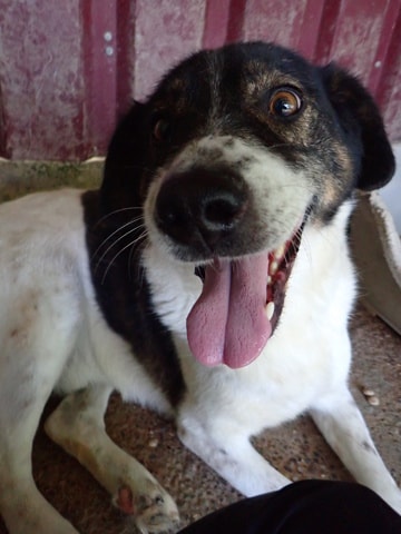 Peanuts, chien à l'adoption chez Remember Me France