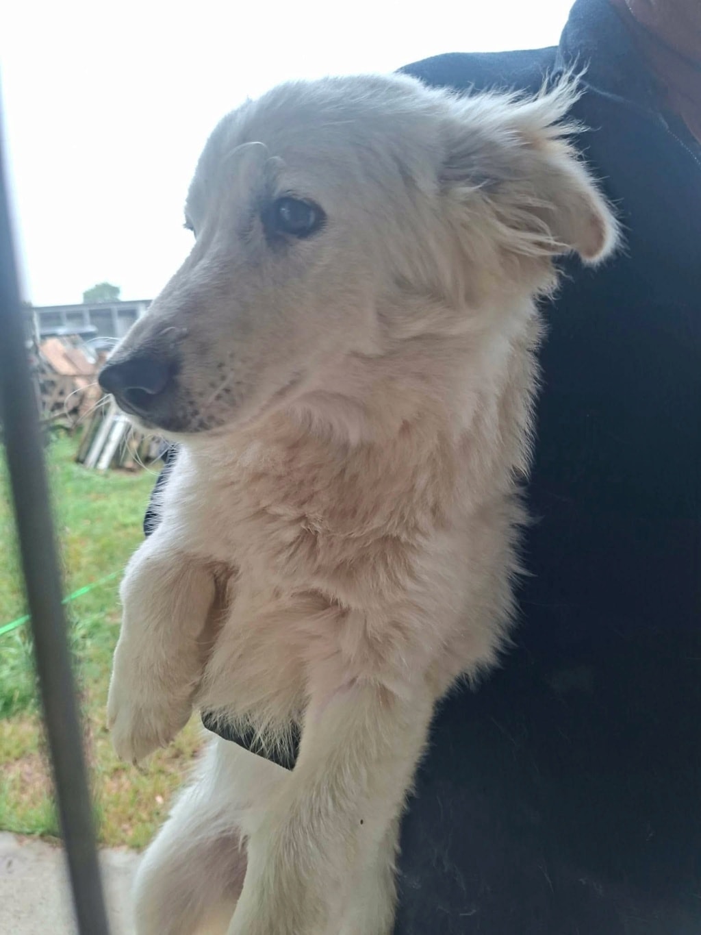 Pepsi, chien à l'adoption chez Remember Me France